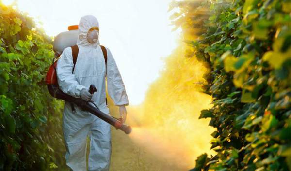 5 lầm tưởng tai hại về thuốc trừ sâu dùng trong canh tác cây trồng và tồn dư trong rau củ quả 5
