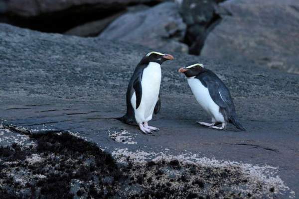 Chim cánh cụt cổ đại cao bằng người từng sống ở lục địa "mất tích" thứ 8 của Trái Đất 2
