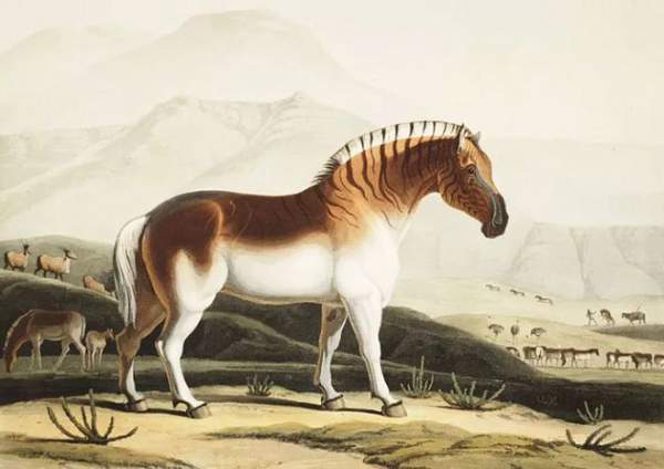 Đã tuyệt chủng một thế kỷ, liệu loài ngựa vằn "tàn lụi" này có thể thực sự sống lại? 3