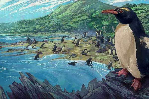 Chim cánh cụt cổ đại cao bằng người từng sống ở lục địa "mất tích" thứ 8 của Trái Đất 1