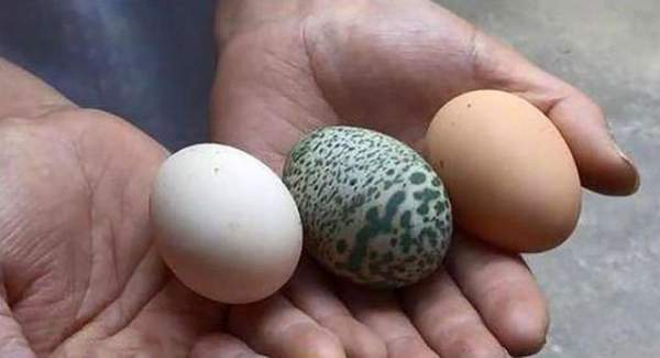 Gà đẻ trứng xanh cực hiếm ở Trung Quốc