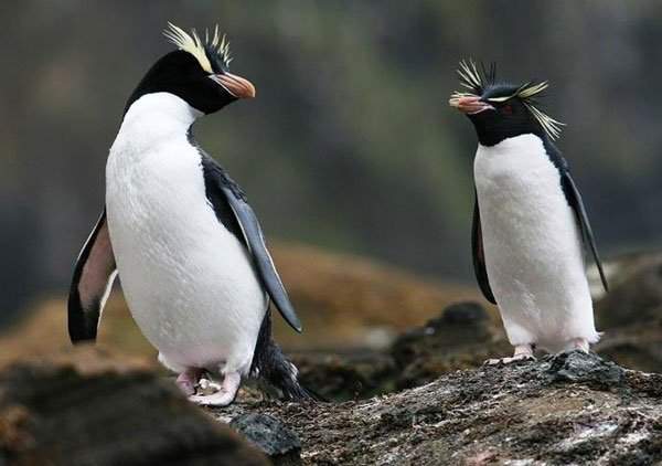 Khám phá những điều thú vị về loài chim cánh cụt 2