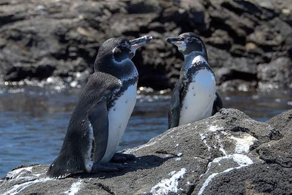 Khám phá những điều thú vị về loài chim cánh cụt 3