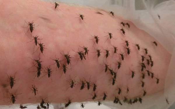 Kỷ lục: Nhà nghiên cứu cho 5.000 con muỗi đốt trong một ngày vì khoa học 1
