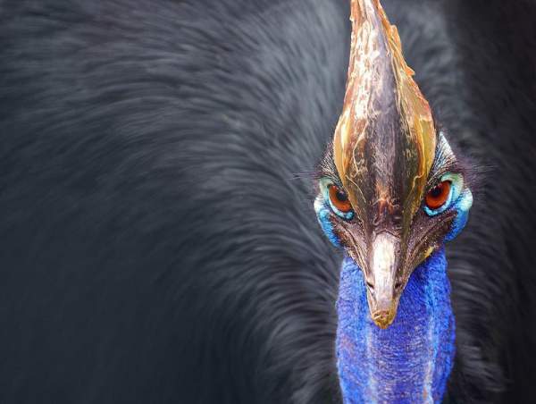 Loài chim nguy hiểm nhất thế giới được sách kỷ lục Guiness ghi nhận 4