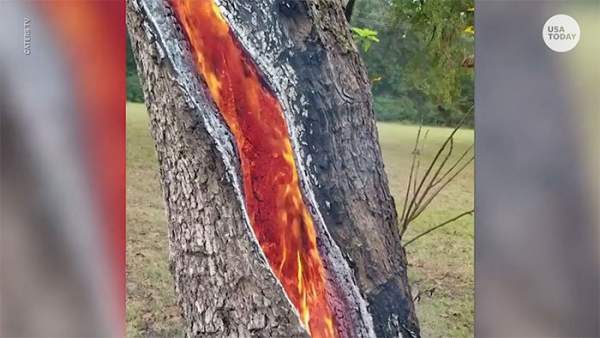 Lý giải hiện tượng cây gỗ rực cháy từ trong ra ngoài: Là sét đánh hay còn nguyên nhân nào nữa? 1