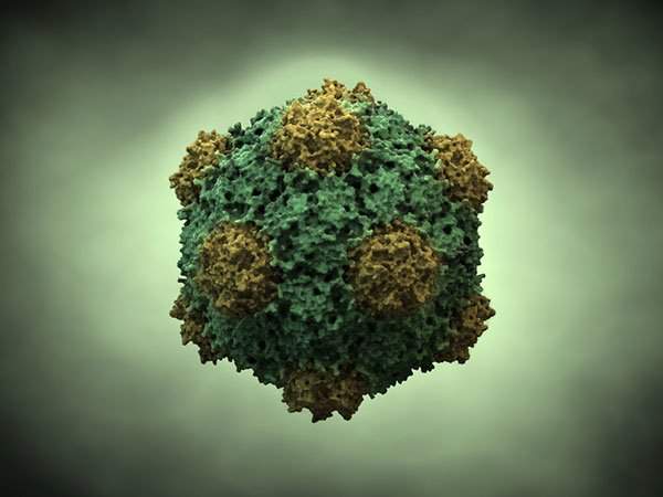 Virus khảm đậu đũa: "vũ khí" hiệu nghiệm chống ung thư? 1