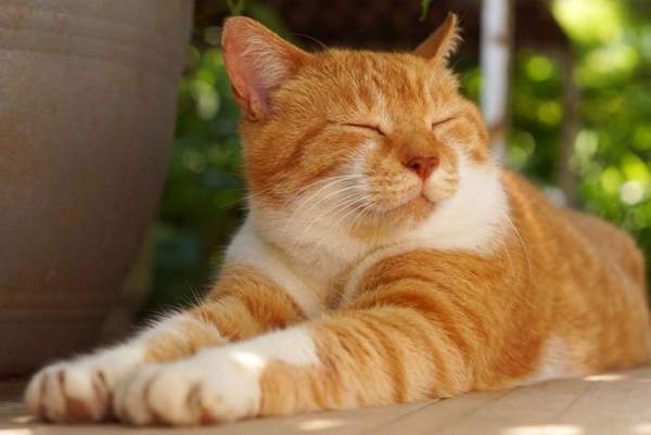 Khoa học tiết lộ cách làm quen với mèo hiệu quả: Hãy chớp mắt chậm rãi