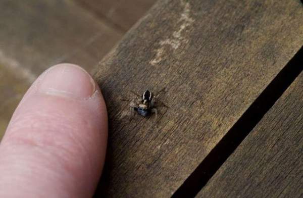 Phát hiện loài nhện nhảy mặt xanh tí hon mới ở Úc 3