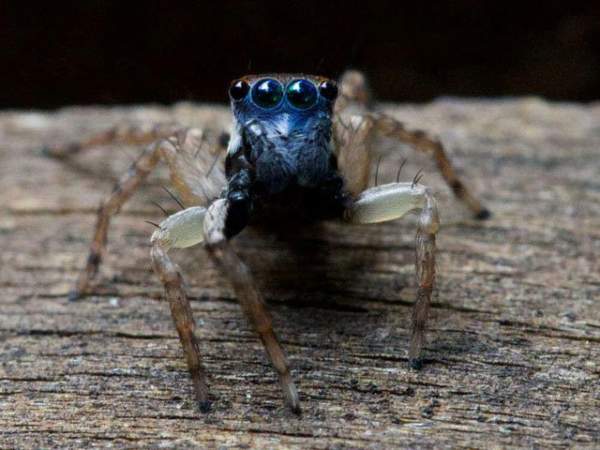 Phát hiện loài nhện nhảy mặt xanh tí hon mới ở Úc 2