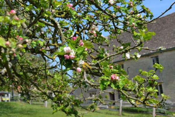Cây táo của Newton gần 400 tuổi vẫn ra quả 7