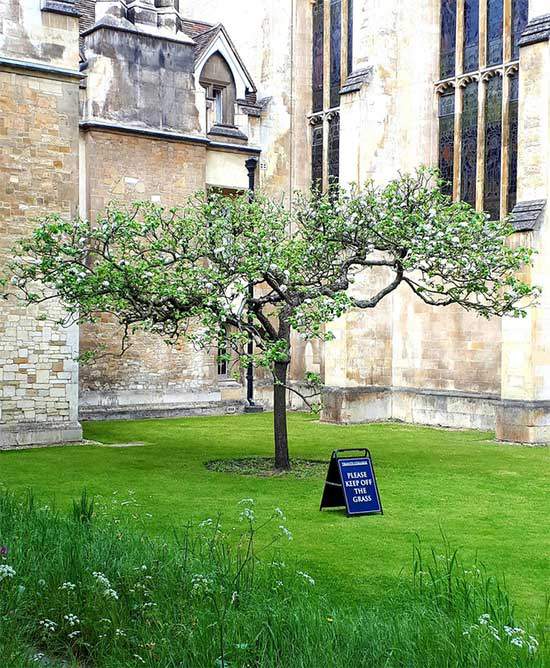 Cây táo của Newton gần 400 tuổi vẫn ra quả 5