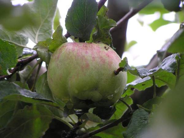 Cây táo của Newton gần 400 tuổi vẫn ra quả 8