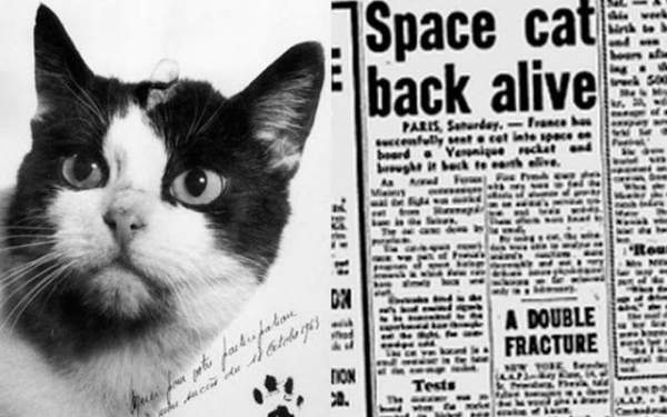 Chú mèo đầu tiên bay vào vũ trụ 3