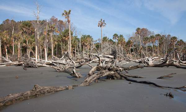 "Rừng ma" lan rộng trên bờ biển North Carolina 2