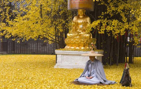 Cổ thụ 1.400 năm tuổi phủ vàng sân chùa Trung Quốc 3