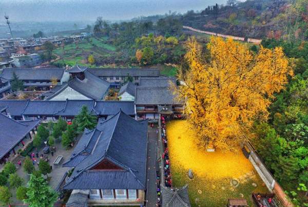Cổ thụ 1.400 năm tuổi phủ vàng sân chùa Trung Quốc 8