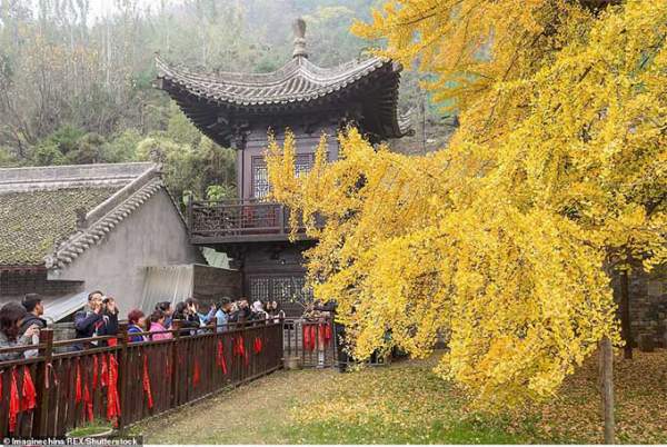 Cổ thụ 1.400 năm tuổi phủ vàng sân chùa Trung Quốc 10