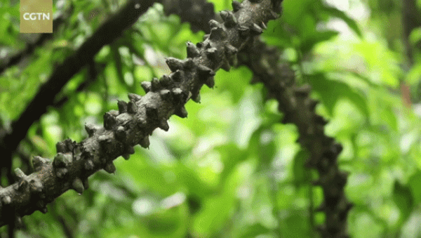 Loài cây hình rồng bay trong rừng rậm với nhiều dây leo phủ gai nhọn hoắt 2
