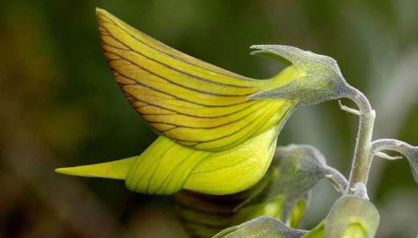 Kỳ lạ loài cây có hoa hình dạng như... chim 2