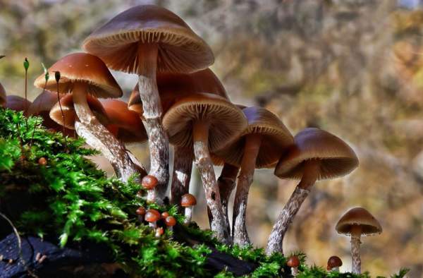 10 loại nấm độc nguy hiểm nhất thế giới 7