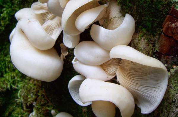 10 loại nấm độc nguy hiểm nhất thế giới 2