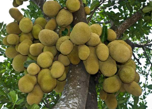 Việt Nam sở hữu loại quả được mệnh danh là "cứu tinh của thế giới" 4