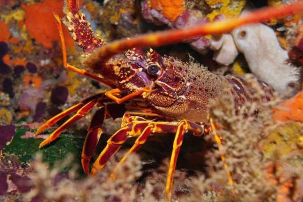 Sự thật đáng kinh ngạc về các sinh vật dưới biển sâu 7