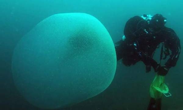 Khối cầu chứa hàng trăm nghìn quả trứng mực dưới biển 1