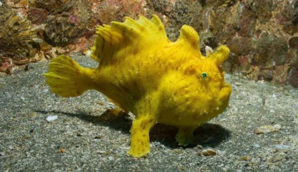 Sự thật đáng kinh ngạc về các sinh vật dưới biển sâu 1
