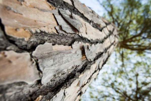 Bộ lọc nước từ gỗ tự nhiên vừa rẻ, vừa sẵn có này có thể loại bỏ 99% vi khuẩn trong nước ô nhiễm