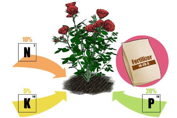 Cách bón phân cho hoa hồng trồng chậu