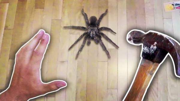 Cứ gặp nhện là đánh – Liệu chúng ta có nên giết những con nhện nhà hay không? 1