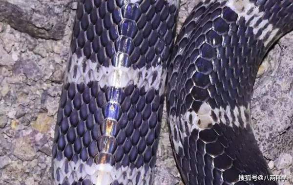 Loài rắn độc nhất Trung Quốc: 1 miligam nọc là đủ giết người, hổ mang chúa cũng phải khiếp sợ 1