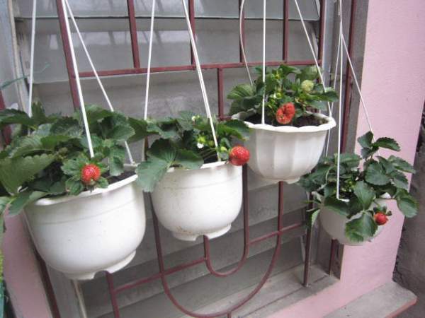 Cách trồng và chăm sóc dâu tây tại nhà cho trái chín đỏ mọng 6