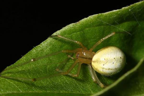 Cứ gặp nhện là đánh – Liệu chúng ta có nên giết những con nhện nhà hay không? 4