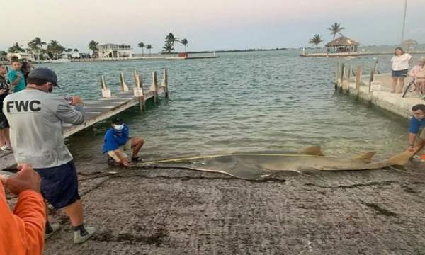 Xác cá kiếm lớn nhất thế giới dạt vào Florida