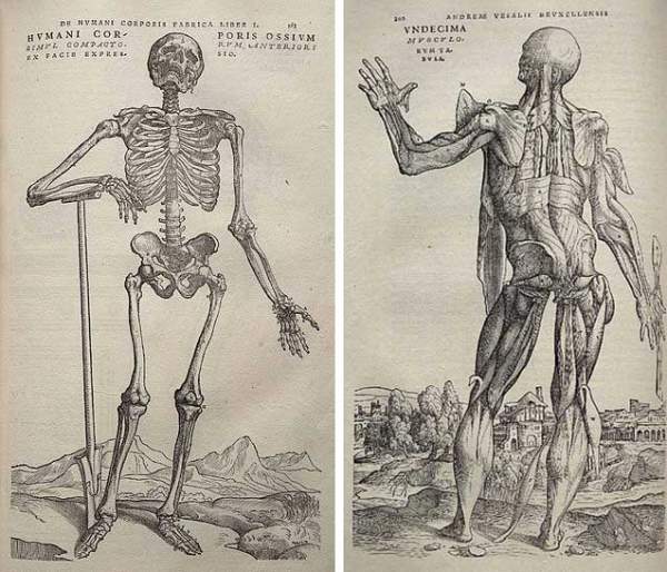 Andreas Vesalius: Cha đẻ ngành giải phẫu người hiện đại 2