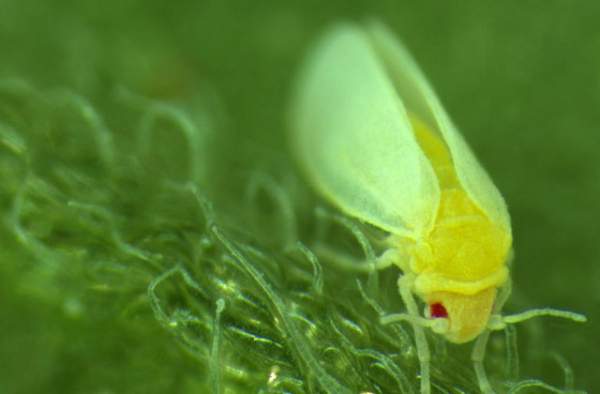 Loài côn trùng kỳ lạ có khả năng ăn cắp DNA từ thực vật 1
