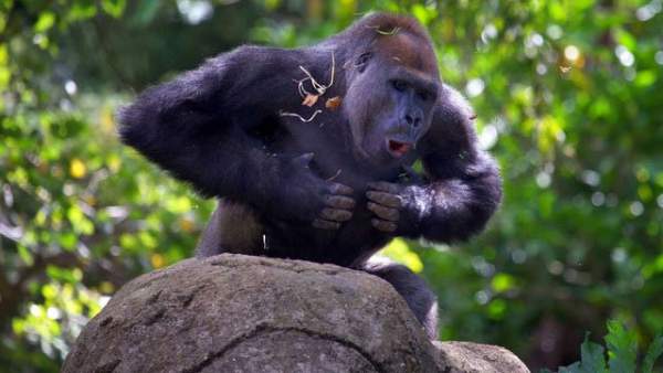 Khỉ đột vỗ ngực để làm gì?