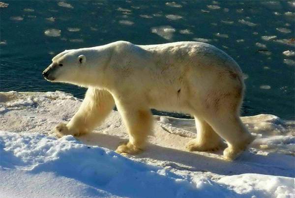 Biến đổi khí hậu buộc gấu Bắc Cực chuyển sang ăn trứng 1