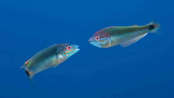 Sự thật đáng kinh ngạc về các sinh vật dưới biển sâu 9