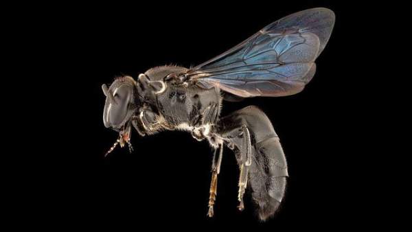 Loài ong quý hiếm của Úc tưởng tuyệt chủng gần 1 thế kỷ bất ngờ tái xuất 1