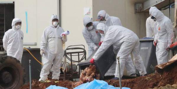 Hàn Quốc xác nhận ổ dịch cúm gia cầm H5N8 mới 1