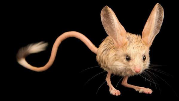 Loài vật tí hon kỳ lạ này trông giống như sự pha trộn giữa chuột, thỏ, lợn và một con chuột túi 1