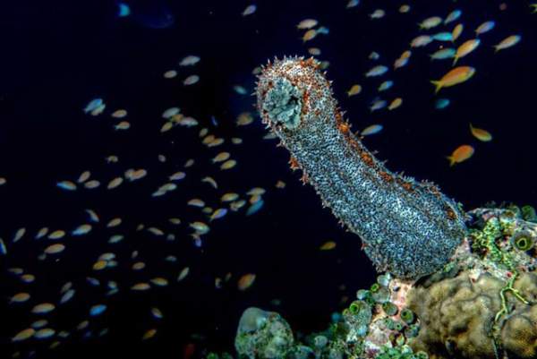 Sự thật đáng kinh ngạc về các sinh vật dưới biển sâu 8