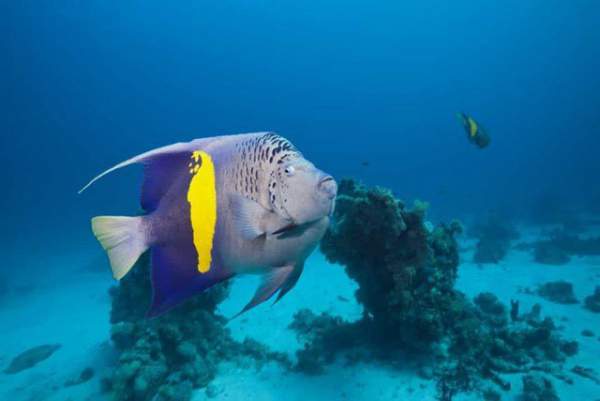 Sự thật đáng kinh ngạc về các sinh vật dưới biển sâu 10