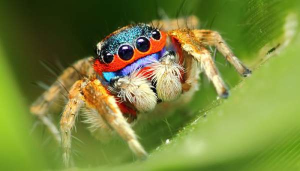 Những điều ít ai biết về loài nhện 1