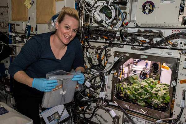 NASA trồng thành công cải củ trong không gian 1