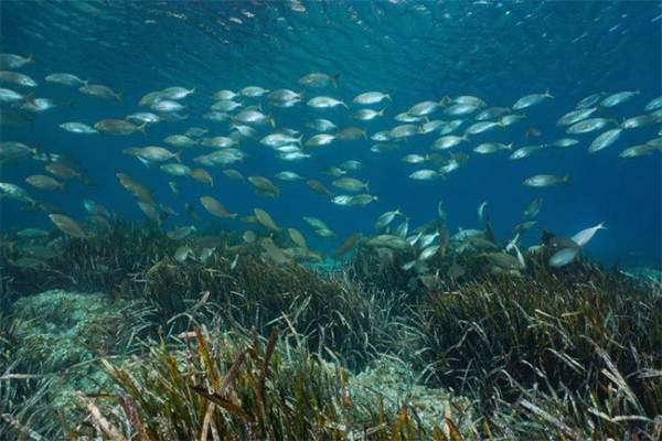Đánh bắt hải sản công nghiệp làm gia tăng lượng khí CO2 1